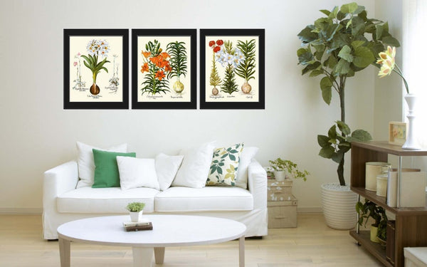 Lily Lilies Flower Botanical Prints Wall Art Set of 3 Beautiful Antique Vintage Garden Plants Chart Illustration Home Decor to Frame BESL