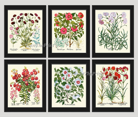 Flower Prints Carnations Rose Hollyhock Botanical Wall Art Set of 6 Beautiful Antique Vintage White Pink Red Burgundy Decor to Frame BESL