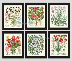 Flower Prints Carnations Rose Hollyhock Botanical Wall Art Set of 6 Beautiful Antique Vintage White Pink Red Burgundy Decor to Frame BESL