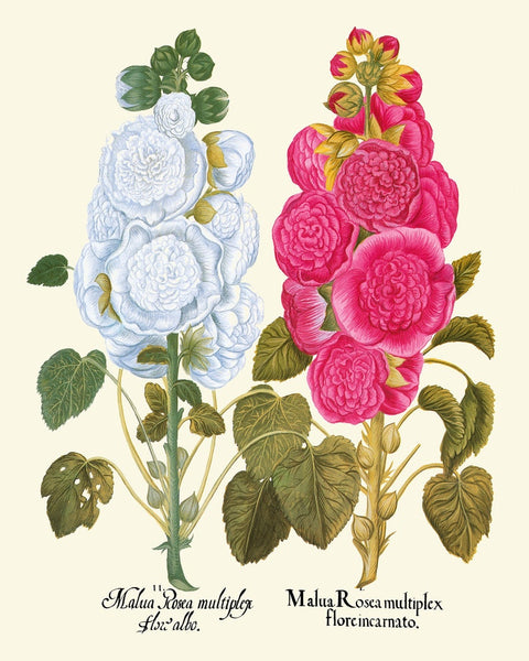 Hollyhock Flower Botanical Prints Wall Art Set of 2 Beautiful Antique Vintage White Pink Burgundy Illustration Home Room Decor to Frame BESL