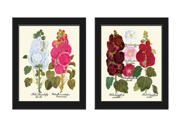 Hollyhock Flower Botanical Prints Wall Art Set of 2 Beautiful Antique Vintage White Pink Burgundy Illustration Home Room Decor to Frame BESL