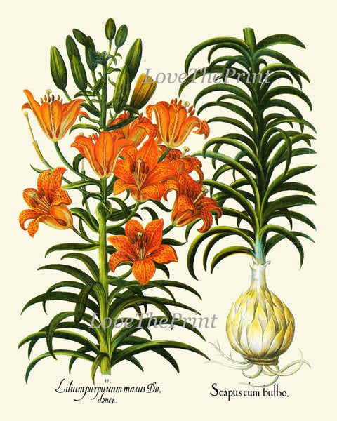 Lily Lilies Wall Art Botanical Print Set of 9 Beautiful Flowers Interior Decor Design Designer Gallery Artwork Home Room Decor to Frame BESL