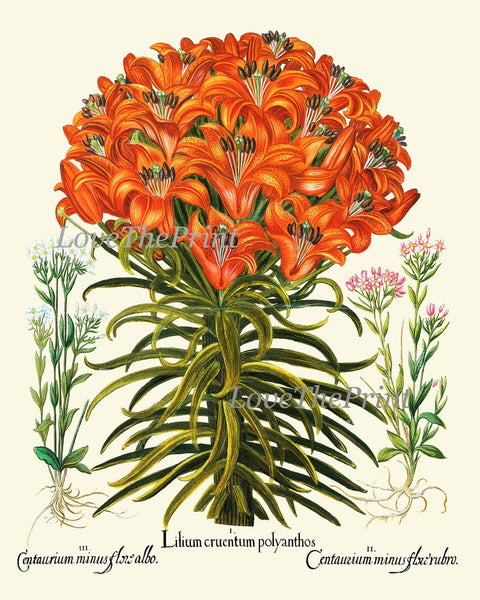 Lily Lilies Wall Art Botanical Print Set of 9 Beautiful Flowers Interior Decor Design Designer Gallery Artwork Home Room Decor to Frame BESL
