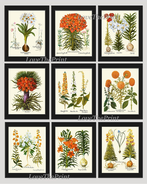 Lily Lilies Wall Art Botanical Print Set of 9 Beautiful Flowers Interior Decor Design Designer Gallery Artwork Home Room Decor to Frame BESL