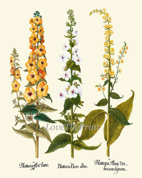 Lily Lilies Wall Art Botanical Print Set of 9 Beautiful Flowers Interior Decor Design Designer Gallery Artwork Home Room Decor to Frame BESL