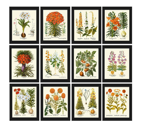 Botanical Print Set of 12 Wall Art Antique Vintage Garden Flowers Large Gallery Interior Design Decoration Artwork Home Decor to Frame BESL
