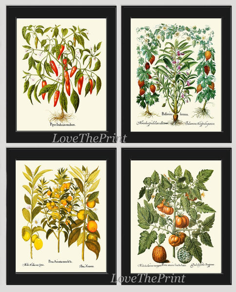 Fruit Kitchen Spices Botanical Wall Art Set of 4 Prints Beautiful Vintage Red Chili Pepper Basil Lemon Melon Garden Home Decor to Frame BESL