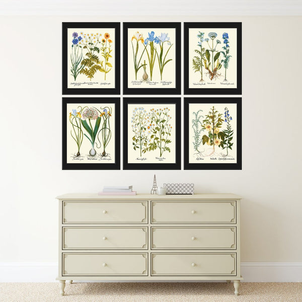 Wildflowers Botanical Wall Art Print Set of 6 Blue Iris Cornflower Valerian Hibiscus Country Outdoor Nature Flower Home Decor to Frame BESL