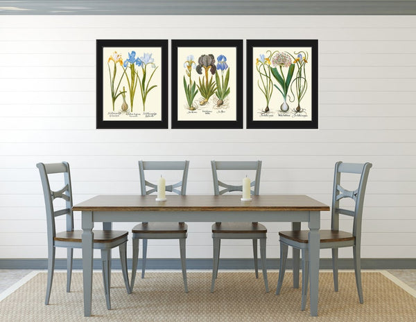 Blue Iris Botanical Prints Wall Art Set of 3 Beautiful Vintage Garden Plants Flowers Bulbs Chart Illustration Home Decor to Frame BESL