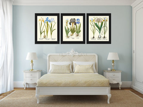 Blue Iris Botanical Prints Wall Art Set of 3 Beautiful Vintage Garden Plants Flowers Bulbs Chart Illustration Home Decor to Frame BESL