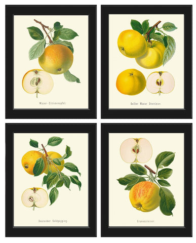 Apple Wall Decor Art Prints Set of 4 Beautiful Antique Vintage Yellow Apple Tree Chart Kitchen Dining Room Picture Home Decor to Frame GR