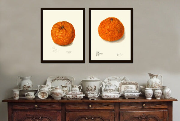 Orange Print Wall Art Set of 2 Botanical Tangerine Mandarin Citrus Tropical Vintage Antique Fruit Dining Room Kitchen Decor to Frame POMO