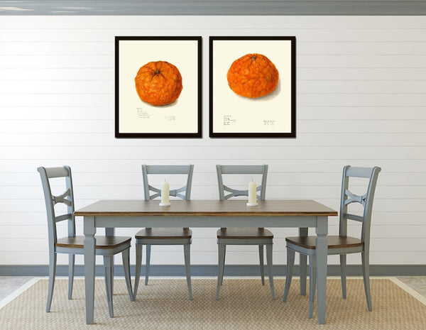 Orange Print Wall Art Set of 2 Botanical Tangerine Mandarin Citrus Tropical Vintage Antique Fruit Dining Room Kitchen Decor to Frame POMO