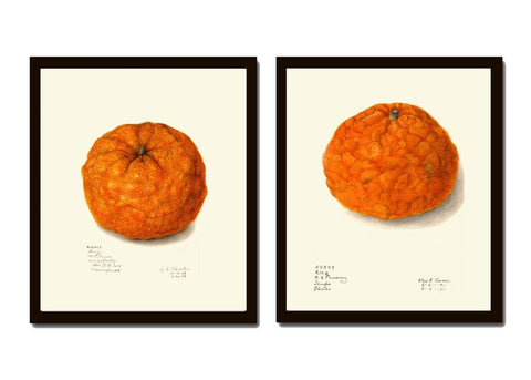 Orange Print Wall Art Set of 2 Botanical Tangerine Mandarin Citrus Tropical Vintage Antique Fruit Dining Room Kitchen Decor to Frame POMO