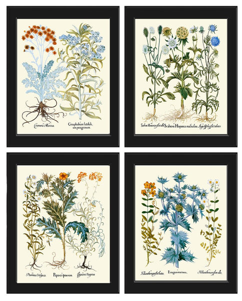 Wildflowers Botanical Wall Art Set of 4 Prints Cudweeds Holly Sunrose Thistle Goose Tongue Country Field Nature Home Decor to Frame BESL