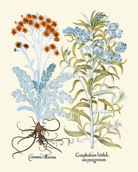 Wildflowers Botanical Wall Art Set of 4 Prints Cudweeds Holly Sunrose Thistle Goose Tongue Country Field Nature Home Decor to Frame BESL