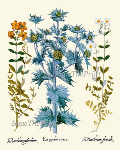 Wildflowers Botanical Wall Art Set of 4 Prints Cudweeds Holly Sunrose Thistle Goose Tongue Country Field Nature Home Decor to Frame BESL