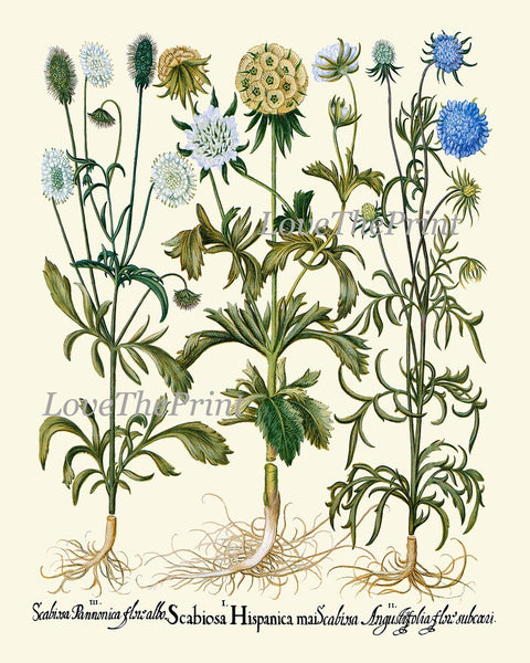 Wildflowers Botanical Wall Art Set of 4 Prints Cudweeds Holly Sunrose Thistle Goose Tongue Country Field Nature Home Decor to Frame BESL