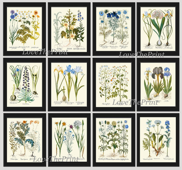 Large Wildflowers Print Set Wall Art Botanical Decor of 12 Beautiful Vintage Illustration Interior Design Designer Home Decor to Frame BESL