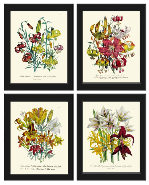 Daylily Day Lily Flower Plants Botanical Wall Art Set of 4 Prints Beautiful Antique Vintage Floral Interior Design Home Decor to Frame LEB
