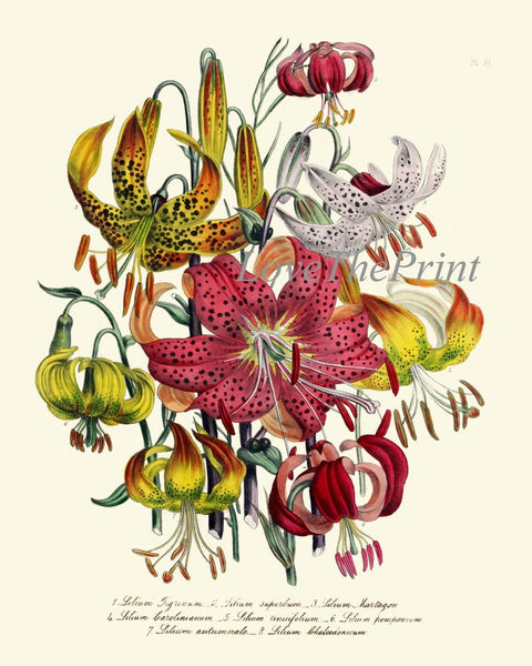 Daylily Day Lily Flower Plants Botanical Wall Art Set of 4 Prints Beautiful Antique Vintage Floral Interior Design Home Decor to Frame LEB