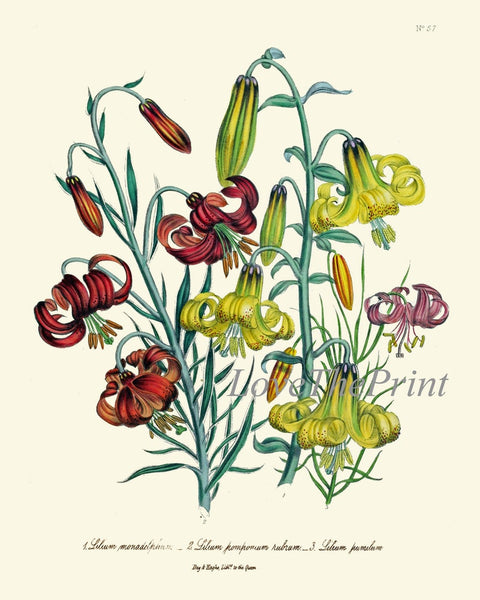 Daylily Day Lily Flower Plants Botanical Wall Art Set of 4 Prints Beautiful Antique Vintage Floral Interior Design Home Decor to Frame LEB