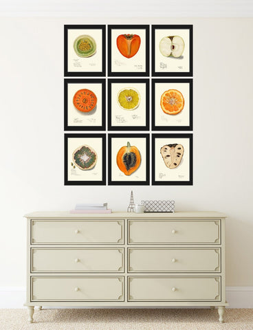 Vintage Fruit Wall Art Set of 9 Prints Kitchen Dining Room Home Decor Botanical Citrus Persimmon Apple Melon Plant Seeds Chart to Frame POMO