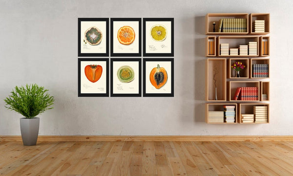 Fruit Home Decor Wall Art Print Set of 6 Beautiful Botanical Kitchen Dining Room Papaya Lemon Melon Grapefruit Persimmon Decor to Frame POMO