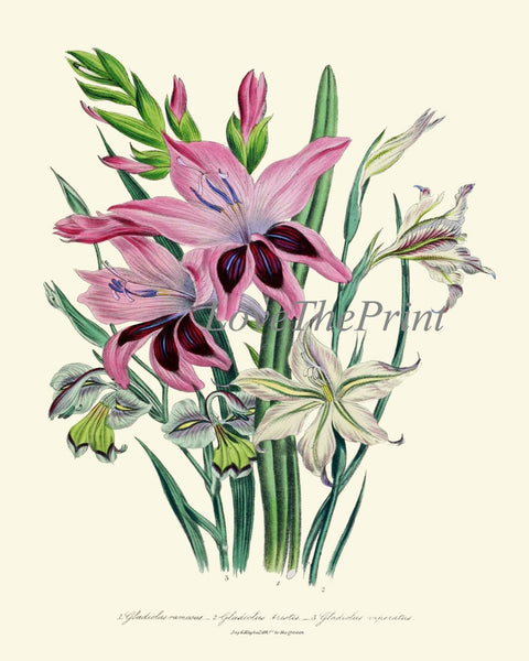 Gladiolus Flowers Botanical Wall Art Set of 4 Prints Beautiful Garden Plants Bouquet Floral White Pink Illustration Home Decor to Frame LEB