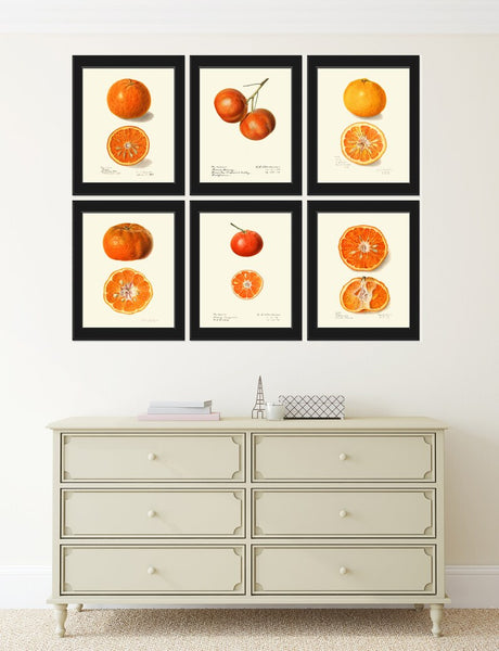 Orange Fruit Print Set of 6 Home Decor Wall Art Beautiful Botanical Kitchen Dining Room Tangerine Mandarin Watercolor Decor to Frame POMO