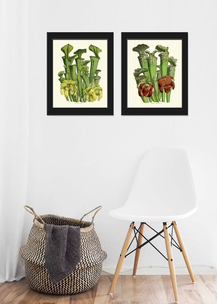 Carnivorous Insect Eating Pitcher Plant Flowers Botanical Wall Art Set of 2 Prints Vintage Tropical Rainforest Nature Decor to Frame HOU