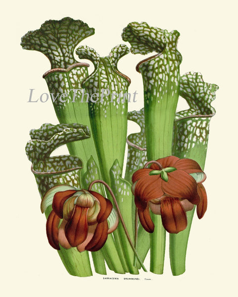 Carnivorous Insect Eating Pitcher Plant Flowers Botanical Wall Art Set of 2 Prints Vintage Tropical Rainforest Nature Decor to Frame HOU