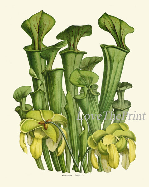 Carnivorous Insect Eating Pitcher Plant Flowers Botanical Wall Art Set of 2 Prints Vintage Tropical Rainforest Nature Decor to Frame HOU