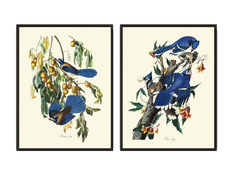 Blue Jay James Audubon Bird Wall Art Prints Set of 2 Beautiful Antique Tree Branch Illustration Forest Nature Home Room Decor to Frame JJA