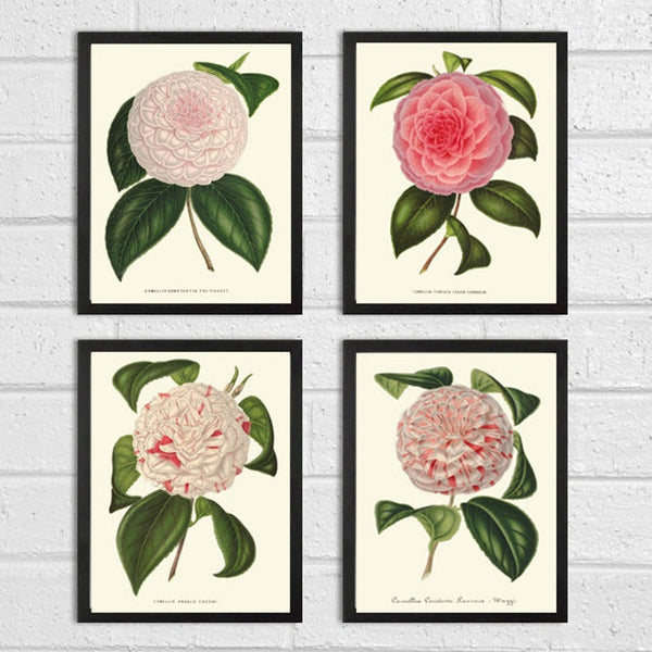 Camellia Botanical Print Set of 4 Prints Beautiful Vintage Wall Art Rose Pink White Spring Garden Flowers Farmhouse Home Decor to Frame IH