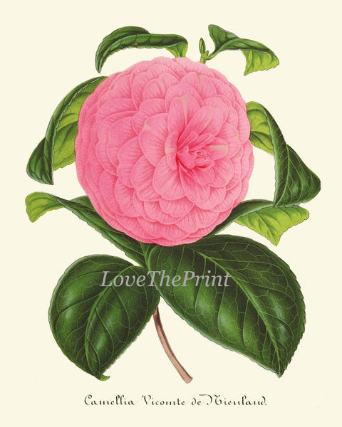 Camellia Botanical Print set of 9 Wall Art Pink White Red Flowers Interior Decor Design Designer Gallery Artwork Home Room Decor to Frame IH