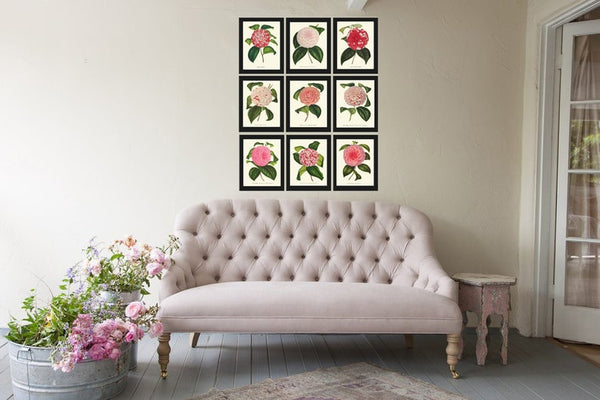 Camellia Botanical Print set of 9 Wall Art Pink White Red Flowers Interior Decor Design Designer Gallery Artwork Home Room Decor to Frame IH