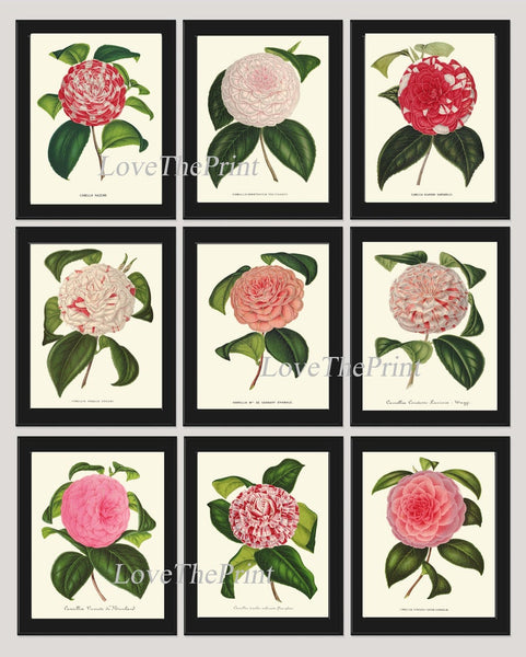 Camellia Botanical Print set of 9 Wall Art Pink White Red Flowers Interior Decor Design Designer Gallery Artwork Home Room Decor to Frame IH