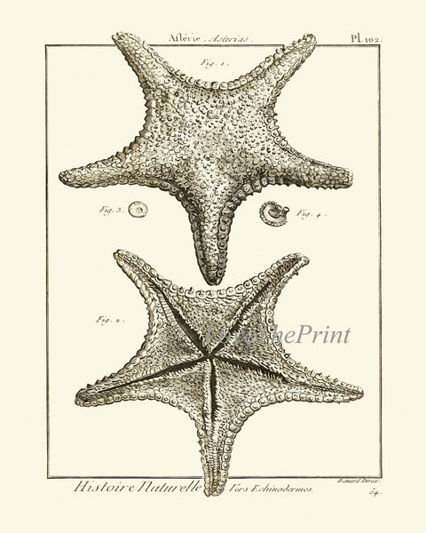 Sea Star Starfish Print set of 6 Wall Decor Art Vintage Sea Ocean Marine Modern Black and White Bathroom Office Home Decor to Frame HNDV