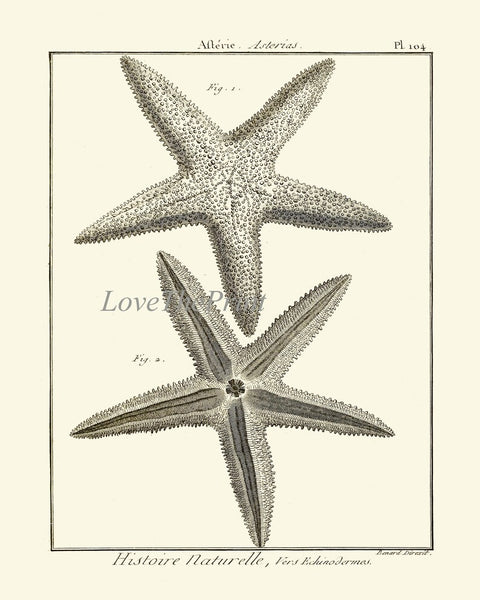 Sea Star Starfish Print set of 6 Wall Decor Art Vintage Sea Ocean Marine Modern Black and White Bathroom Office Home Decor to Frame HNDV