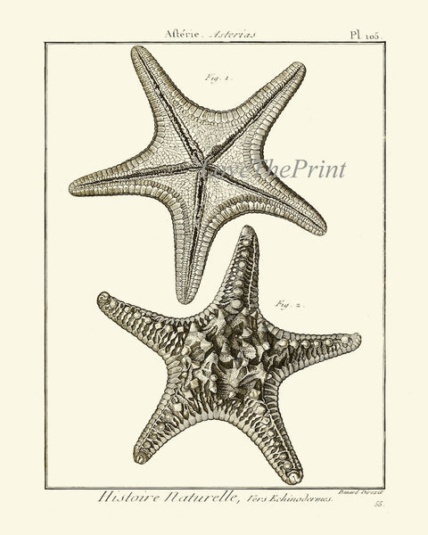 Sea Star Starfish Print set of 6 Wall Decor Art Vintage Sea Ocean Marine Modern Black and White Bathroom Office Home Decor to Frame HNDV