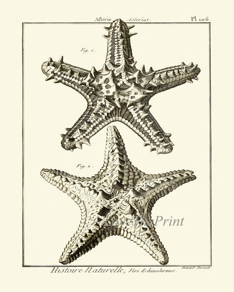 Sea Star Starfish Print set of 6 Wall Decor Art Vintage Sea Ocean Marine Modern Black and White Bathroom Office Home Decor to Frame HNDV