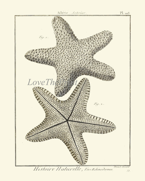 Sea Star Starfish Print set of 6 Wall Decor Art Vintage Sea Ocean Marine Modern Black and White Bathroom Office Home Decor to Frame HNDV