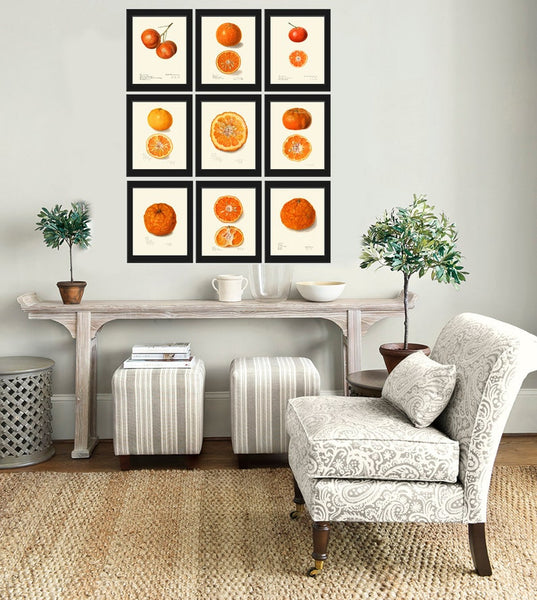 Orange Citrus Fruit Botanical Wall Art Set of 9 Prints Kitchen Dining Room Print Set Chart Poster Large Good Art Home Decor to Frame POMO