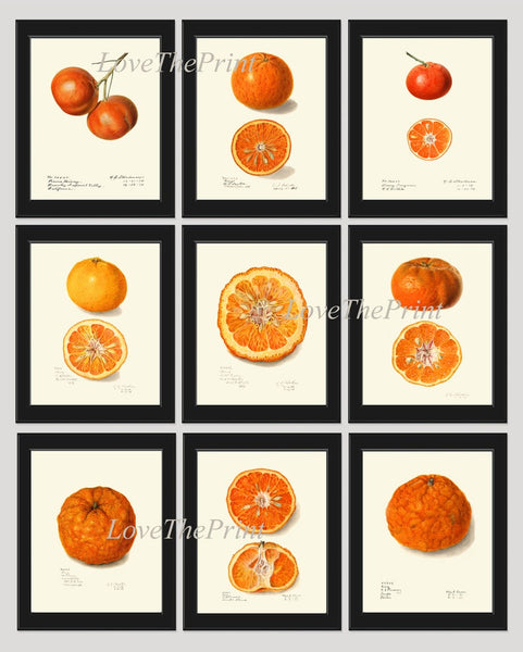 Orange Citrus Fruit Botanical Wall Art Set of 9 Prints Kitchen Dining Room Print Set Chart Poster Large Good Art Home Decor to Frame POMO