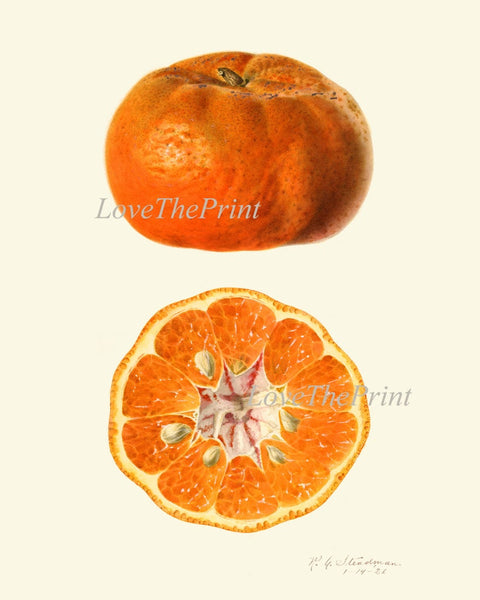 Orange Citrus Fruit Botanical Wall Art Set of 9 Prints Kitchen Dining Room Print Set Chart Poster Large Good Art Home Decor to Frame POMO