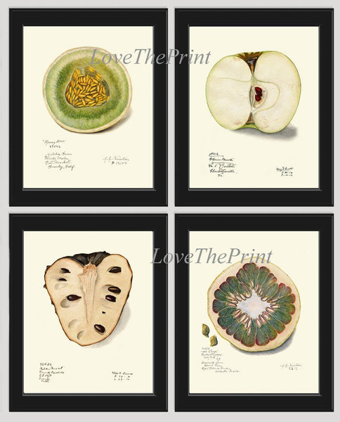 Fruit Botanical Prints Wall Art Set of 4 Beautiful Vintage Antique Apple Melon Grapefruit Chart Poster Watercolor Home Decor to Frame POMO
