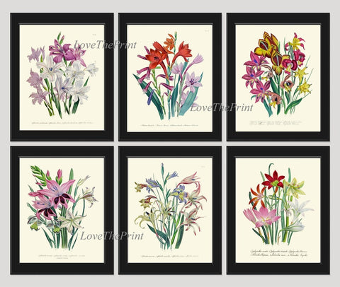 Gladiolus Botanical Wall Art Print Set of 6 Pink White Green Garden Nature Plants Flowers Bouquet Floral Design Home Decor to Frame LEB