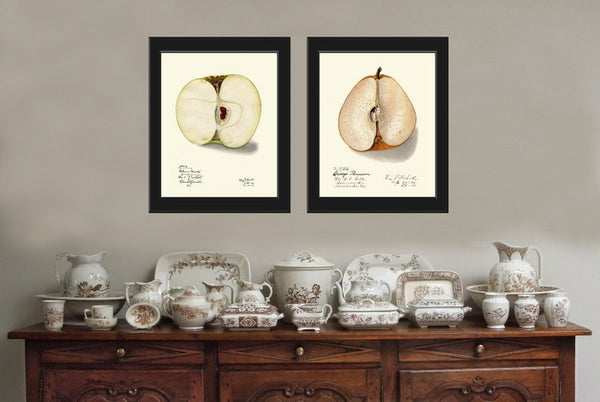 Fruit Botanical Print Wall Art Set of 2 Apple Pear Vintage Antique Dining Room Kitchen Decor Garden Decoration Home Decor to Frame POMO