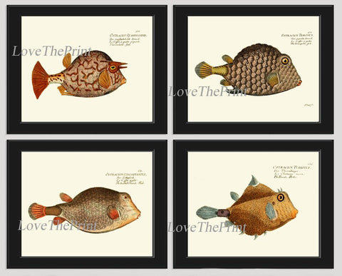 Tropical Fish Prints Wall Art Set of 4 Antique Vintage Marine Nature Sea Ocean Beach House Coastal Bathroom Bedroom Home Decor to Frame BM
